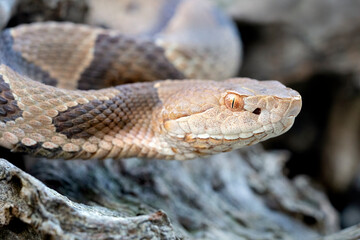 Venomous Copperhead Snake (Agkistrodon contortrix) - female