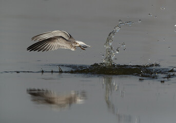 Little Tern emerging out from water after a dive at Asker marsh, Bahrain