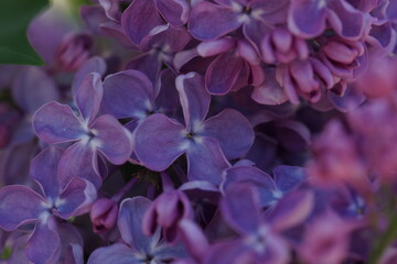 Blooming lilac bushes in spring