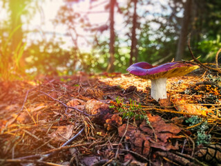 Mushroom grows in the forest against the background of trees