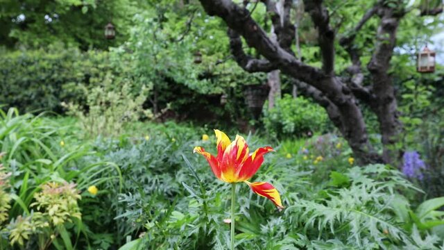 Red and yellow tulip flower in  a luch garden in May, United Kingdom