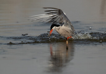 White-cheeked Tern emerging out with a fish after a dive at Asker marsh, Bahrain