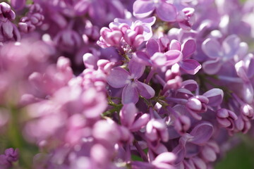 Fototapeta na wymiar Blooming lilac bushes in spring