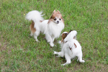 Cute continental toy spaniel puppy and chihuahua puppy are playing on a green grass in the summer park. Pet animals.