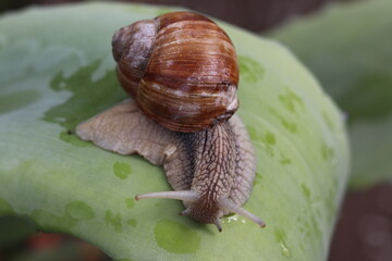 snail on a leaf © Олеся Бучацька