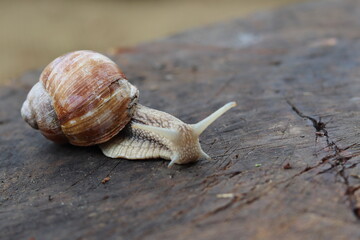 snail on the road