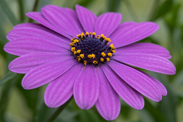 Close up of an African daisy (osteospermum) flower in bloom