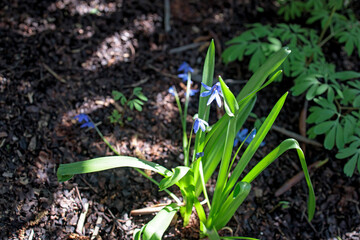 Scilla mischtschenkoana, the Mishchenko or Misczenko squill, early squill or white squill, is a perennial plant that is native to the South Caucasus and northern Iran.