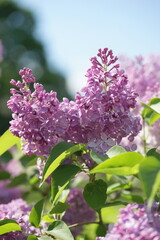 Fototapeta na wymiar Blooming lilac bushes in spring