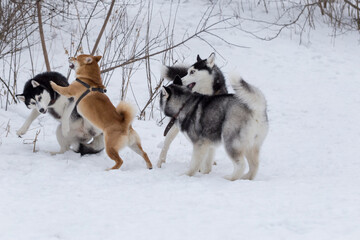 Shiba inu puppy and three siberian husky puppies are playing in the winter park. Pet animals.