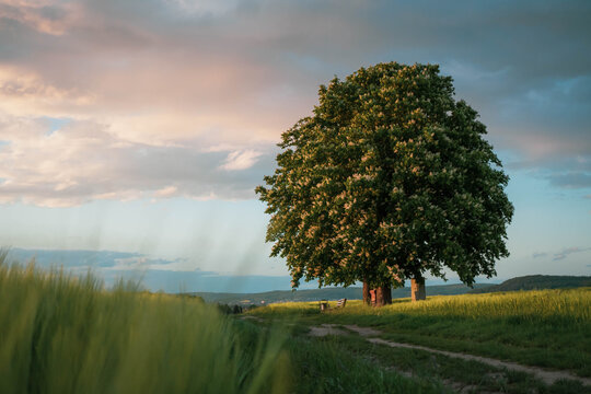 Bl&uuml;hender Kastanienbaum im Feld 