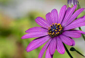 Fototapeta premium Close up of an African daisy (osteospermum) flower in bloom