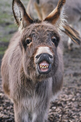 Esel lacht / donkey smiling 