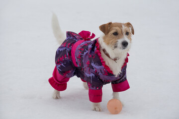 Cute jack russell terrier puppy in beautiful pet clothing is standing on a white snow in the winter...