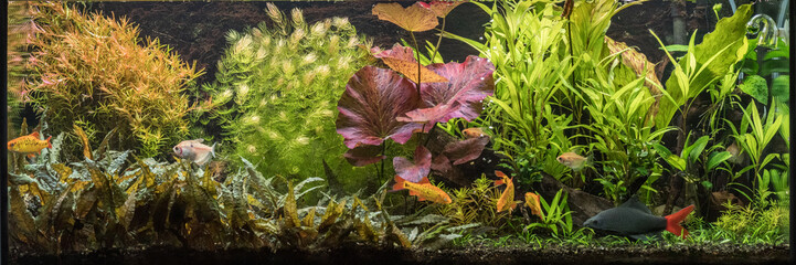 S&uuml;&szlig;wasseraquarium