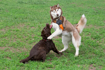 Red and white siberian husky and labrador retriever puppy are playing on a green grass in the summer park. Pet animals.