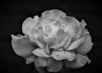 White rose with water drops on dark background