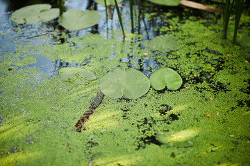 Water lily. Plants on the lake. Swamp with water lilies.