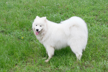 Cute samoyed dog puppy is looking at the camera. In the summer park. Pet animals.