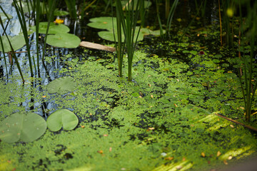 Water lily. Plants on the lake. Swamp with water lilies.