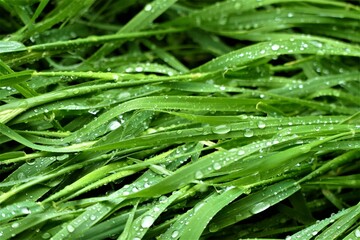 Green grass with water drops background