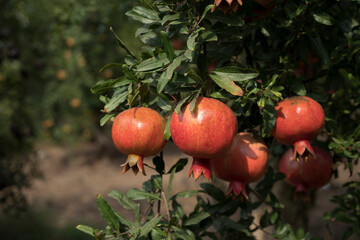 Pomegranate tree plantation on picking season
