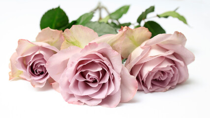 Three pale purple roses lie on the table as decoration of the wedding reception