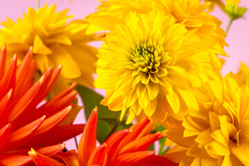 Summer concept. Yellow chrysanthemums and dahlias on bright background. Greeting postcard.