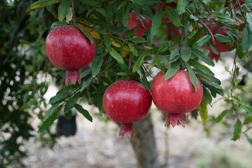 Pomegranate tree plantation on picking season