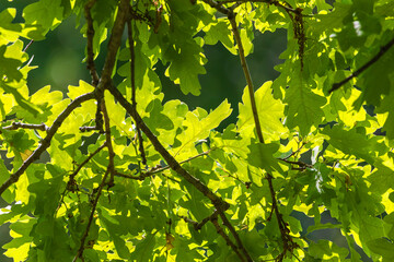 Sunlight shining through oak leaves