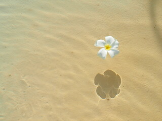 White  flower (Plumeria and Frangipani) on water and shadow on floor in morning light with copy space. Flower texture background. Spa relaxing concept.