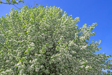 Bird cherry tree in bloom against a blue sky in spring