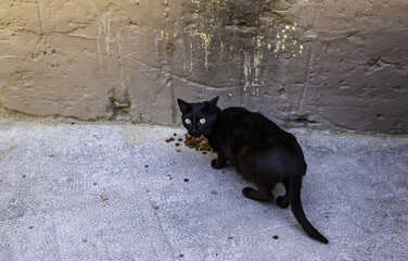Stray cats eating on the street