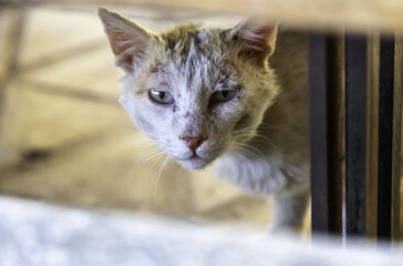 Injured cat on street
