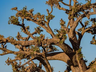 Foto op Canvas Silhouette of baobab © Mirek