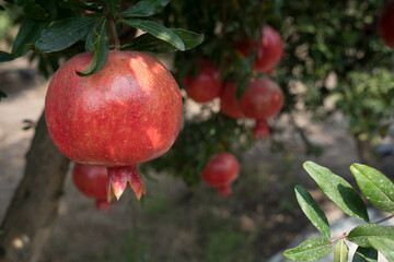 Pomegranate tree plantation on picking season
