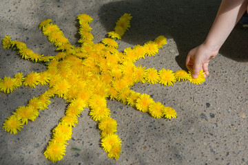 A child creates a sun on the asphalt of dandelion flowers
