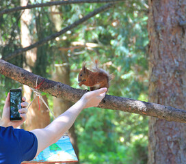 bold squirrel eats a nut from a person's hands