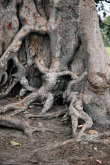 Tree trunk with roots that look like human torsos