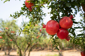 Pomegranate tree plantation on picking season