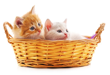 Naklejka na ściany i meble Red and white kitten in a basket.
