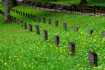 Obraz premium View of an old abandoned cemetery full of stone graves covered with shrubs, flowers, grass, and other flora spotted in the middle of a dense forest or moor in spring in a Polish countryside