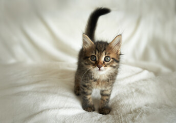 Gray tabby brown kitten playing at home on the couch and grabbing on a white background with space for text and copy space sunlight postcard