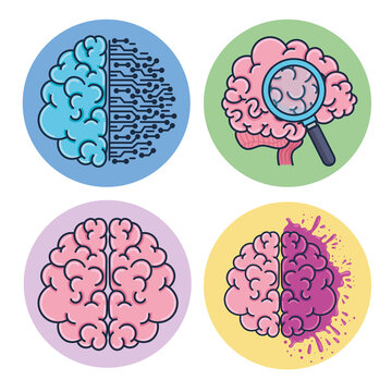 set of brains humans
