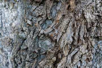 Embossed texture of brown tree bark with green blue moss on it. Horizontal photograph of the texture of the bark of a tree. Embossed creative texture of old oak bark. tree bark