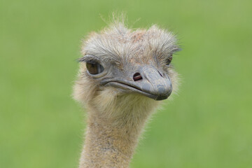 Female ostrich portrait with green background. 