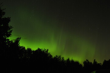 Green Aurora Borealis over Silhouetted Trees.