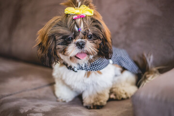 docile and affectionate shitzu, looks like a teddy bear.