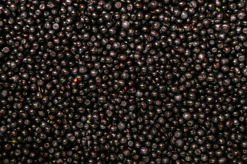 Lots of ripe and juicy freshly picked blueberries