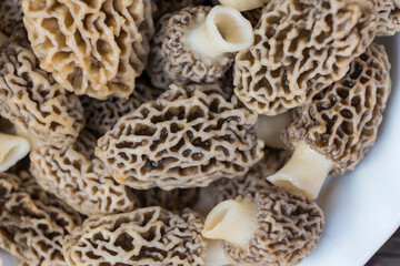 Morchella esculenta, (commonly known as common morel, morel, yellow morel, true morel) 